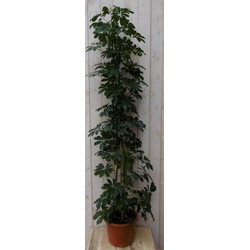 Kamerplant Schefflera Vingersboom donkergroen 120 cm