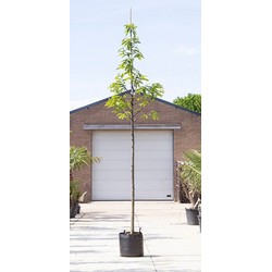 Tamme kastanje boom Castanea sativa h 350 cm st. omtrek 12 cm