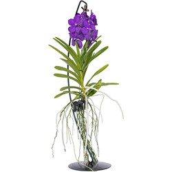 Vanda met standaard - Blauw - Hoogte standaard 70cm