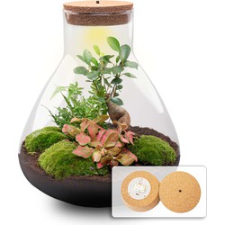 URBANJNGL - Planten terrarium • Sam XL bonsai • Rode Fittonia • Ecosysteem plant • Ficus Ginseng bonsai • ↑ 35 cm