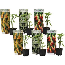 Brugmansia - Mix van 6 - Trompetvormige tuinbloemen - Pot 9cm - Hoogte 25-40cm