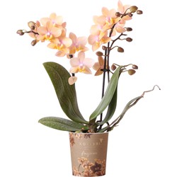 Kolibri Orchids | Geurende phalaenopsis orchidee - Fragrance salmon - potmaat Ø9cm | bloeiende kamerplant - vers van de kweker