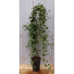 Hedera klimop 80 cm groenblijvend witbont