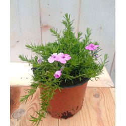 3 stuks! Kruipphlox vlambloem roze