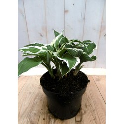 5 stuks - Hosta groenwit