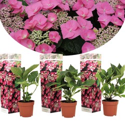 Hortensia Teller - Set van 3 - Roze - Hydrangea - Pot 9cm - Hoogte 25-40cm