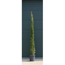 Italiaanse cipresboom Cupressus sempr. Pyramidalis h 225 cm