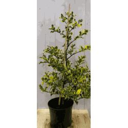 Hulst geelbont 80 cm