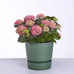 Hydrangea - Curly Wurly Roze - 45 cm hoog - ø23 cm potmaat - Tuin & Terras - Vers van de kweker