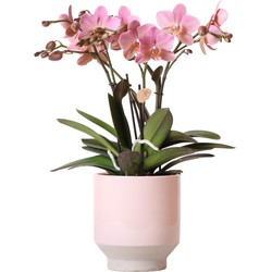 Kolibri Orchids | Oud roze Phalaenopsis orchidee Jewel Treviso in nude kleurige Harmony sierpot - Ø12cm