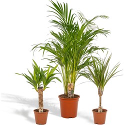 Hello Plants Kamerplanten Deal - Areca, Dracaena, Yucca - 110/70/60 cm