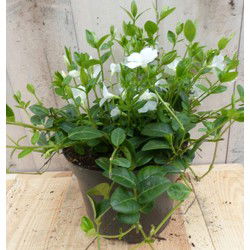 3 stuks! Vinca Minor wit