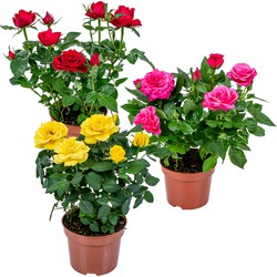 3x Potroos Mix – Rosa – Terras- & kamerplant – Onderhoudsvriendelijk – ⌀12cm – ↕20-30cm