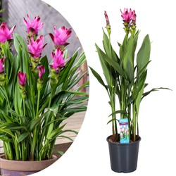 Curcuma Alismatifolia Siam Supreme - Tropisch - Pot 19cm - Hoogte 80-100cm