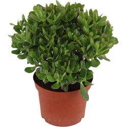 Crassula ovata Minor - Vetplant - Kamerplant - Pot 23cm - Hoogte 45-50cm