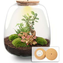 URBANJNGL - Plant terrarium - Emma Bonsai - DIY kit - ↑ 25 cm