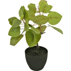 Greenmoods Kunst Tropica Ficus - Zwarte sierpot - Nep plant - 1 Stuk - 12cm