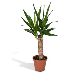 Hello Plants Yucca Elephantipes Palmlelie - Ø 14 cm - Hoogte: 65 cm