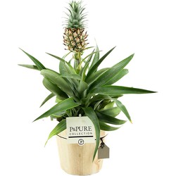 ZynesFlora - Ananasplant in Houten Sierpot - Ø 12 cm - Hoogte: 30 - 40cm - Luchtzuiverend - Kamerplant - Kamerplant in pot