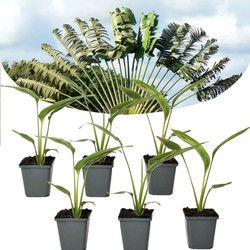 Ravenala madagascariensis - Set van 6 - Reizigerspalm - Pot 9cm - Hoogte 25-40cm