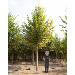 Koningslinde volgroeid Tilia europea Pallida h 600 cm st. omtrek 22,5 cm - Warentuin Natuurlijk