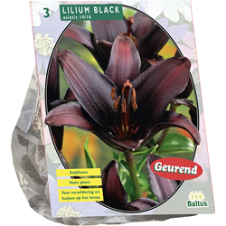 Lilium Black per 3 bloembollen