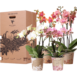 Kolibri Orchids - Surprise box mix - planten voordeel box - verrassingsbox met 4 verschillende orchideeën 12cm - vers van de kweker