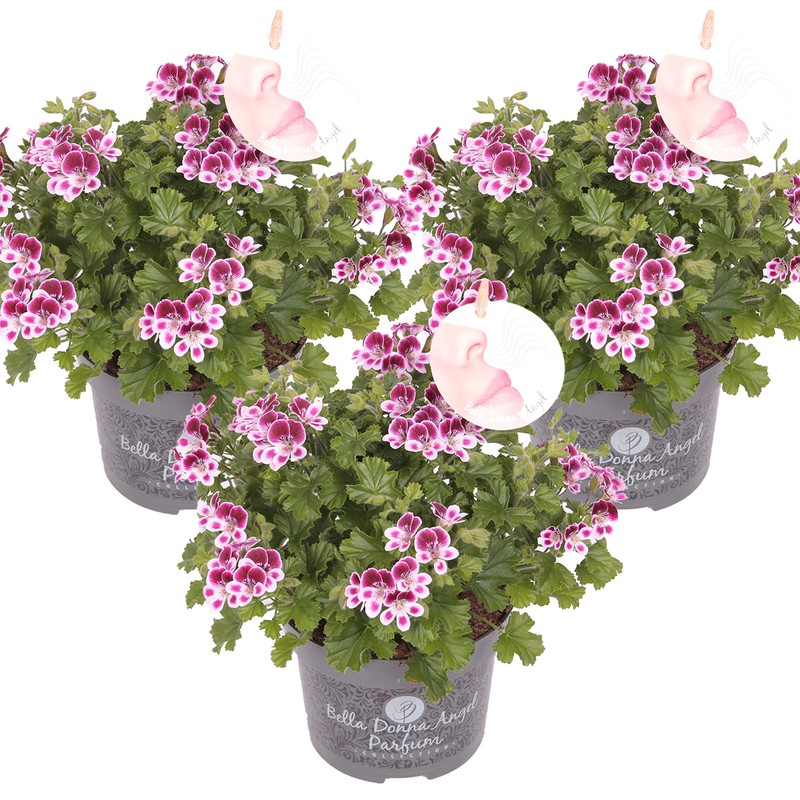 3x Pelargonium Angel Parfum Nova - Geranium – Eénjarig – Geurend - ⌀12 cm - ↕20-25 cm - 