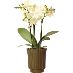 Kolibri Orchids | gele Phalaenopsis orchidee - Mexico in Retro sierpot groen - potmaat Ø9cm - 35cm hoog | bloeiende kamerplant - vers van de kweker