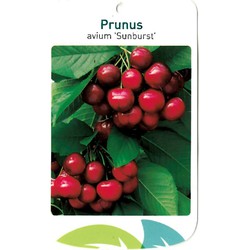 Prunus Avium Sunburst