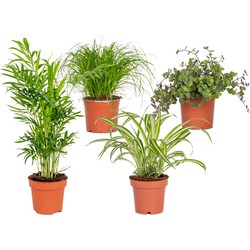 4x Huisdiervriendelijk Mix – Cyperus – Chlorophytum – Chamaedorea – Callisia - ⌀12 cm - ↕15-45 cm