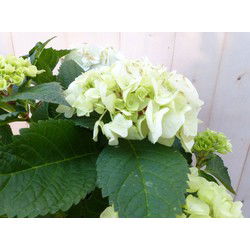 Hortensia in een mand wit