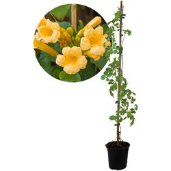 Campsis 'Flava' XL - Tuinplant - Klimplant - 17 cm - Hoogte 110 cm