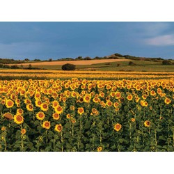 Zonnebloemen veld 70x50cm Tuinschilderij