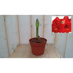 Amaryllis 1 steel rood