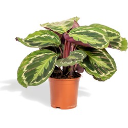 Hello Plants Calathea Medallion Pauwenplant - Ø 14 cm - Hoogte: 40 cm - Kamerplant