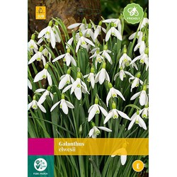 2 stuks - Galanthus elwesii 20 bollen