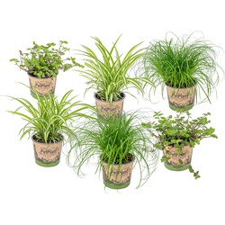 Floraya - Mix 3x huisdier vriendelijke kamerplanten ⌀12 cm -↕20-25 cm