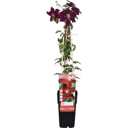 Hello Plants Clematis Niobe Bosrank - Klimplant - Ø 15 cm - Hoogte: 65 cm