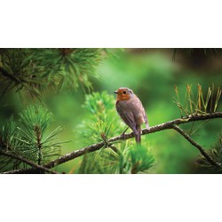 Roodborst tak 130x70cm Tuinschilderij