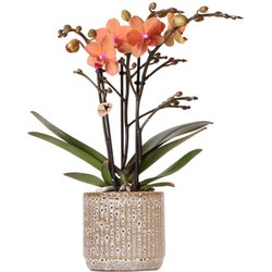 Kolibri Orchids | Oranje Phalaenopsis orchidee - Mineral Bolzano + Jaguar pot - potmaat Ø9cm | bloeiende kamerplant - vers van de kweker