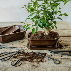 URBANJNGL - Bonsai wortelhaak - 20,5 cm - Bonsai gereedschap