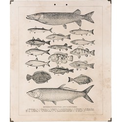 Wandkaart vissen 50x1x60 cm