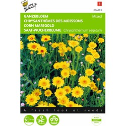 2 stuks - Chrysanthemum Segetum Gemengd - Buzzy