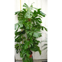 Kamerplant Monstera deliciosa 120 cm - Warentuin Natuurlijk