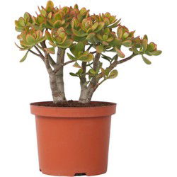 Jadeplant - Crassula ovata 'Sunset' - Hoogte 30-35cm - ⌀17cm