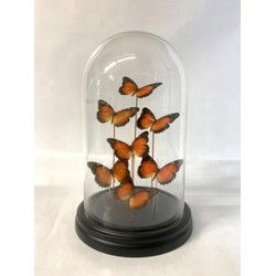 Opgezette Vlinders in Stolp - Vlinder In Glazen Stolp - Vlinderstolp Glas - Cethosia Bitlis - Oranje - 18 x 18 x 30 cm