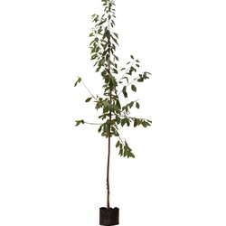 Prunus a Varikse zwarte Prunus a Varikse zwarte 350 cm - Warentuin Natuurlijk