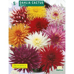 2 stuks - Zomer Bloembollen Dahlia Cactus Mixed per 3 - Baltus