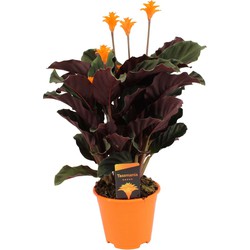 Calathea Crocata - Luchtzuiverend - Pot 14cm - Hoogte 40-50cm